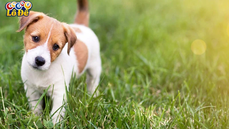 Trường hợp mơ thấy chó dữ, chó cắn, chó sủa