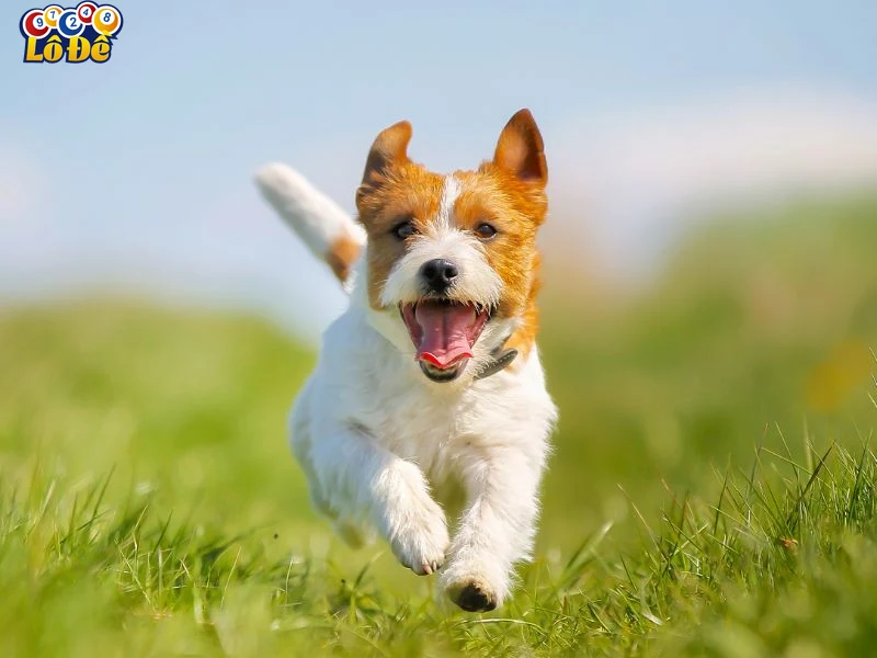 Ứng dụng giấc mơ mơ thấy chó trong cá cược trực tuyến và Lô Đề Online