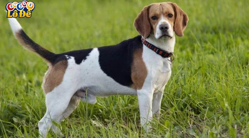 Lưu ý khi áp dụng giấc mơ mơ thấy chó trong cá cược